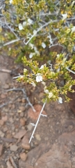 Monechma spartioides