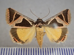 Xenogenes gloriosa
