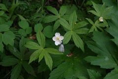 Anemonastrum dichotomum