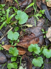 Ranunculus hebecarpus