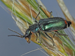 Cordylepherus viridis