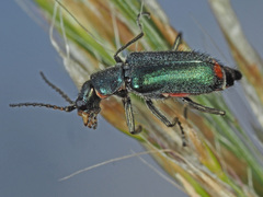 Cordylepherus viridis