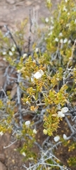 Monechma spartioides