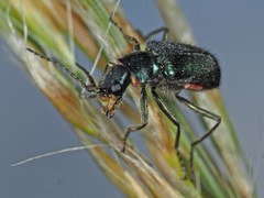 Cordylepherus viridis