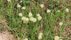 Calliscirpus criniger