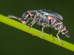 Cordylepherus viridis