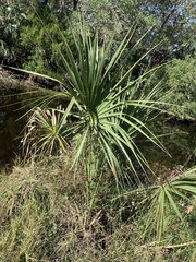 Sabal palmetto