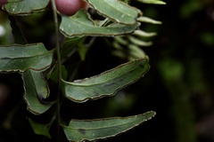 Lindsaea heterophylla
