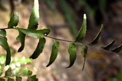 Lindsaea heterophylla
