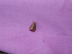 Ammatho cuneonotatus