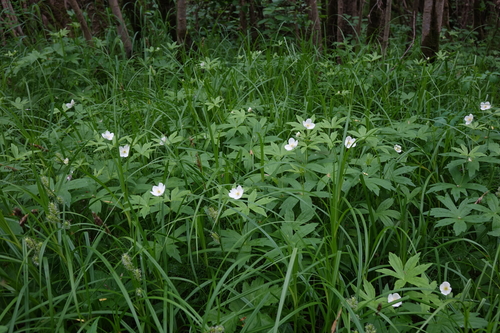 Anemonastrum dichotomum, photograph 1