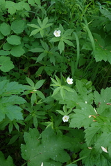 Anemonastrum dichotomum