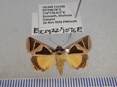 Xenogenes gloriosa