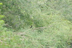 Molothrus oryzivorus