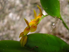 Acianthera ciliata