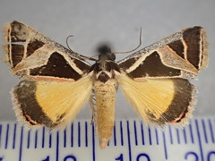 Xenogenes gloriosa