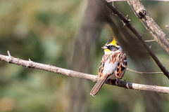 Emberiza elegans