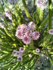 Lachnospermum umbellatum