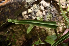 Lindsaea ensifolia