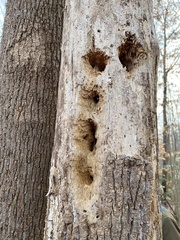 Dryocopus