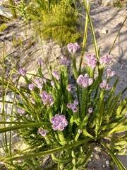 Lachnospermum umbellatum
