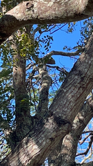 Melanerpes carolinus