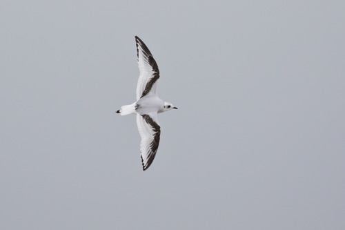 Ross's Gull, photo 9 of 10