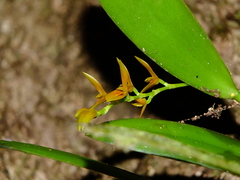 Acianthera ciliata