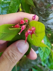 Hirtella rugosa