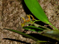 Acianthera ciliata