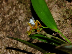 Acianthera ciliata