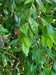 Hirtella rugosa