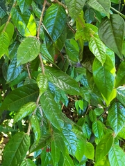 Hirtella rugosa