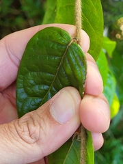 Hirtella rugosa