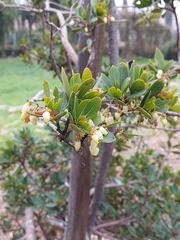 Arbutus unedo