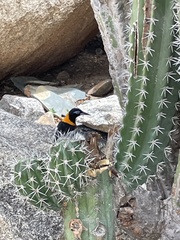 Icterus icterus