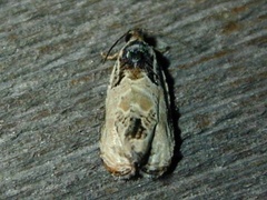 Olethreutes griseoalbana