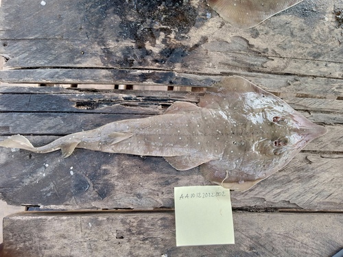 Whitespotted guitarfish (Rhinobatos albomaculatus) — Rhinobatidae — 2