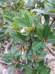 Arbutus unedo