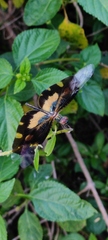 Rhyothemis variegata