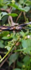 Rhyothemis variegata