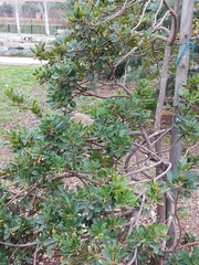 Arbutus unedo