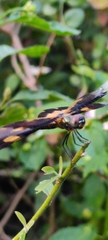 Rhyothemis variegata