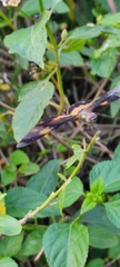 Rhyothemis variegata