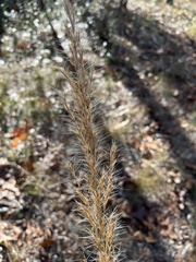 Aristida condensata
