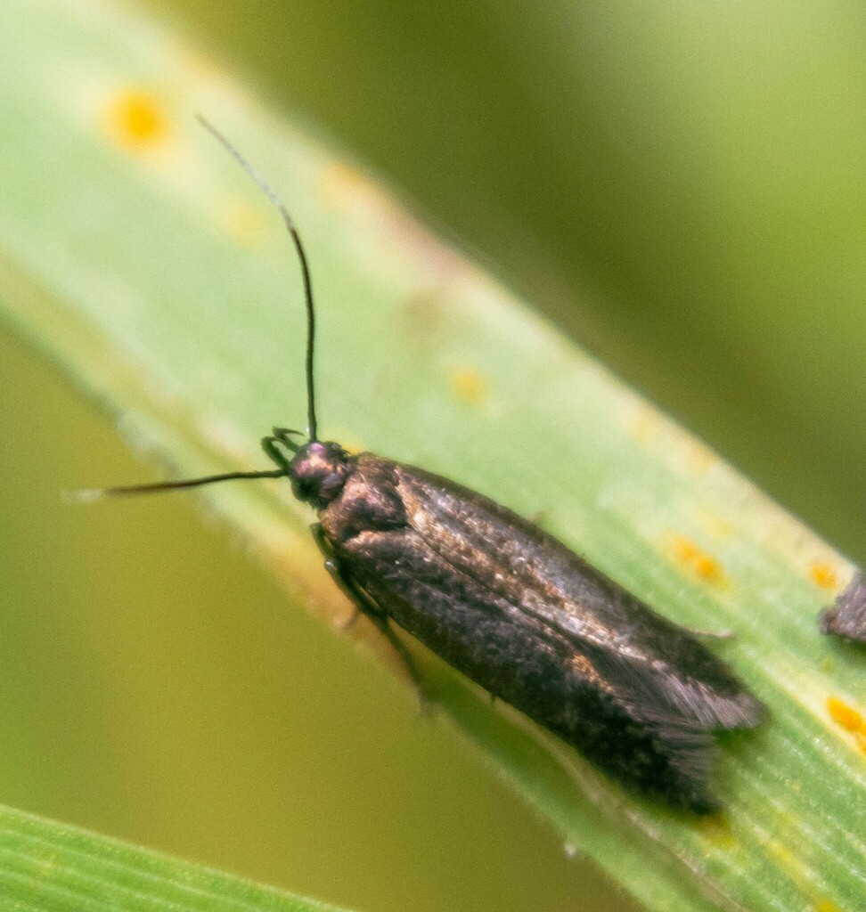 Common Plain Neb