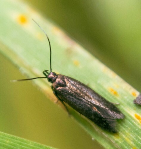 Common Plain Neb