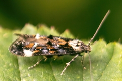 Mompha conturbatella