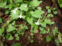 Lobelia pteropoda