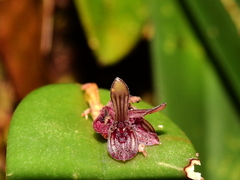 Acianthera pubescens